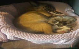 Mixed Breed dogs for sale: Dachshund cross Frenchbull dog (frenchbullwiner)p - Image 21