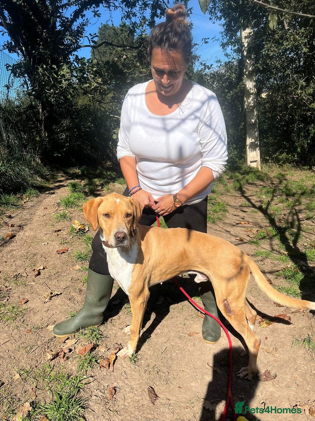 Pointer dogs for adoption: Einar, a gorgeous pointer mix - Image 6
