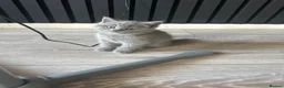 British Shorthair cats for sale: 4 beautiful blue British short hair kittens  - Advert 7