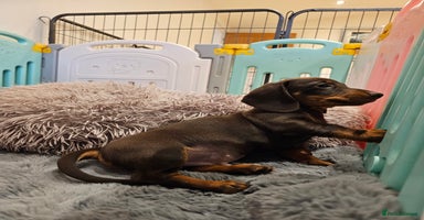 Miniature Dachshund dogs - Advert 5