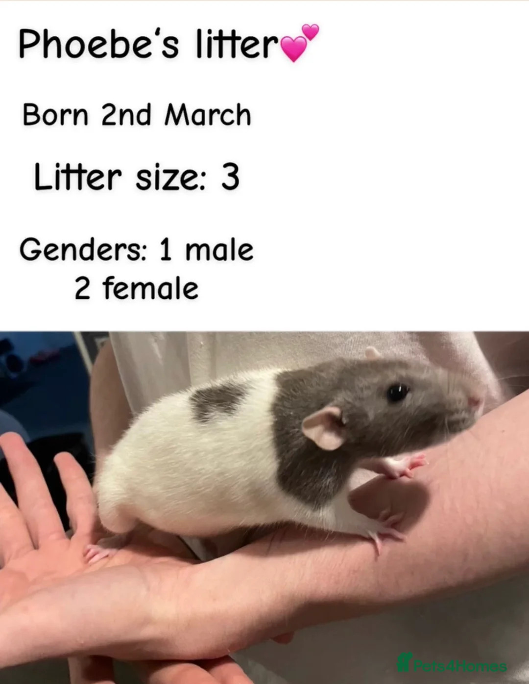 Rat rodents for sale: Pure Siamese and mixed Siamese babies  - Advert 2