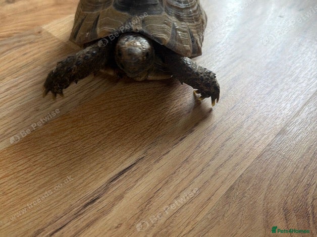 Tortoise reptiles Spurtheigh tortoise - Advert 18