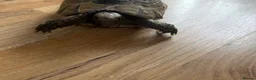 Tortoise reptiles for sale: Spurtheigh tortoise in Swansea - Advert 1