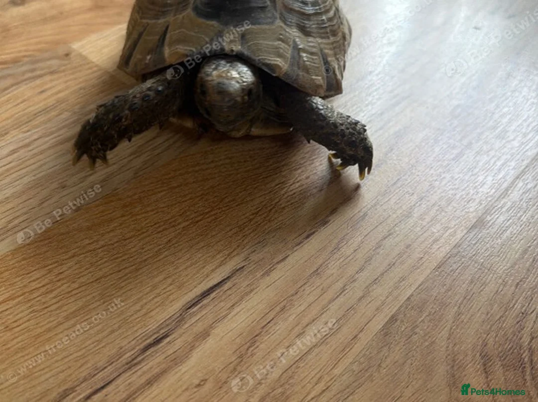 Tortoise reptiles for sale: Spurtheigh tortoise in Swansea - Advert 1