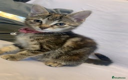 Mixed Breed cats for sale: Jelly bean looking for her forever home 🏡 🫘 🥰 - Image 1