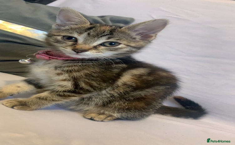 Mixed Breed cats - Advert 1