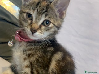 Mixed Breed cats - Advert 24