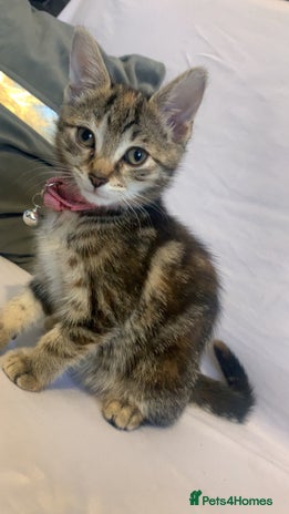 Mixed Breed cats - Advert 9