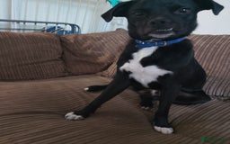 Mixed Breed dogs for sale: Milo the Pug X Collie  - Image 14
