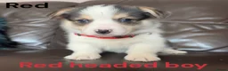 Welsh Corgi Pembroke dogs for sale: Beautiful Pembrokeshire corgi pups  - Advert 7