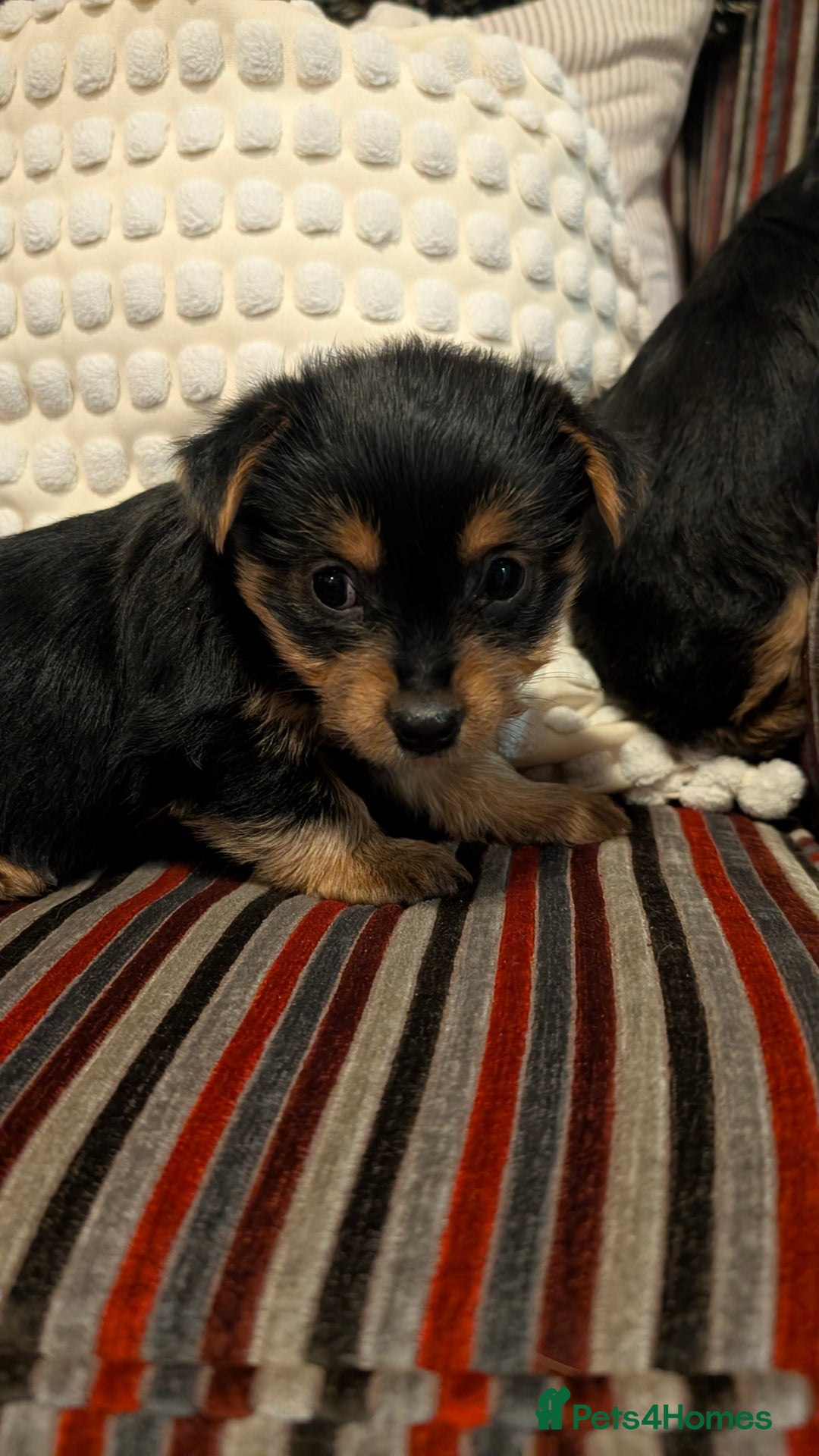 Yorkshire Terrier dogs for sale: Pure Yorkshire Terrier Puppies  - Advert 9