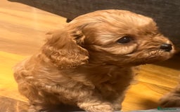 Cavapoo dogs for sale: Cavapoo crossed cavapoo f2 toy puppies - Image 5