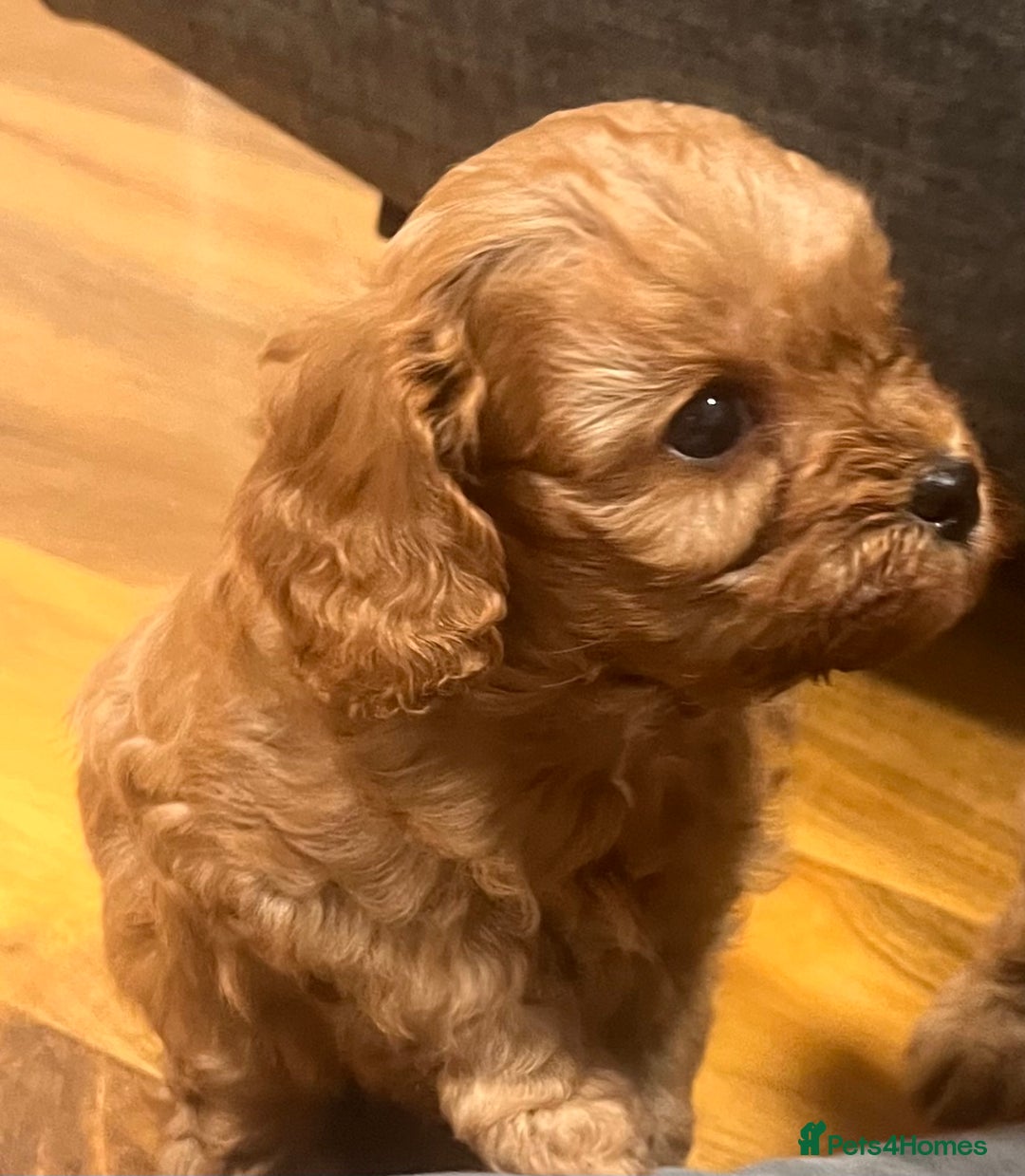 Cavapoo dogs for sale: Cavapoo crossed cavapoo f2 toy puppies - Image 5