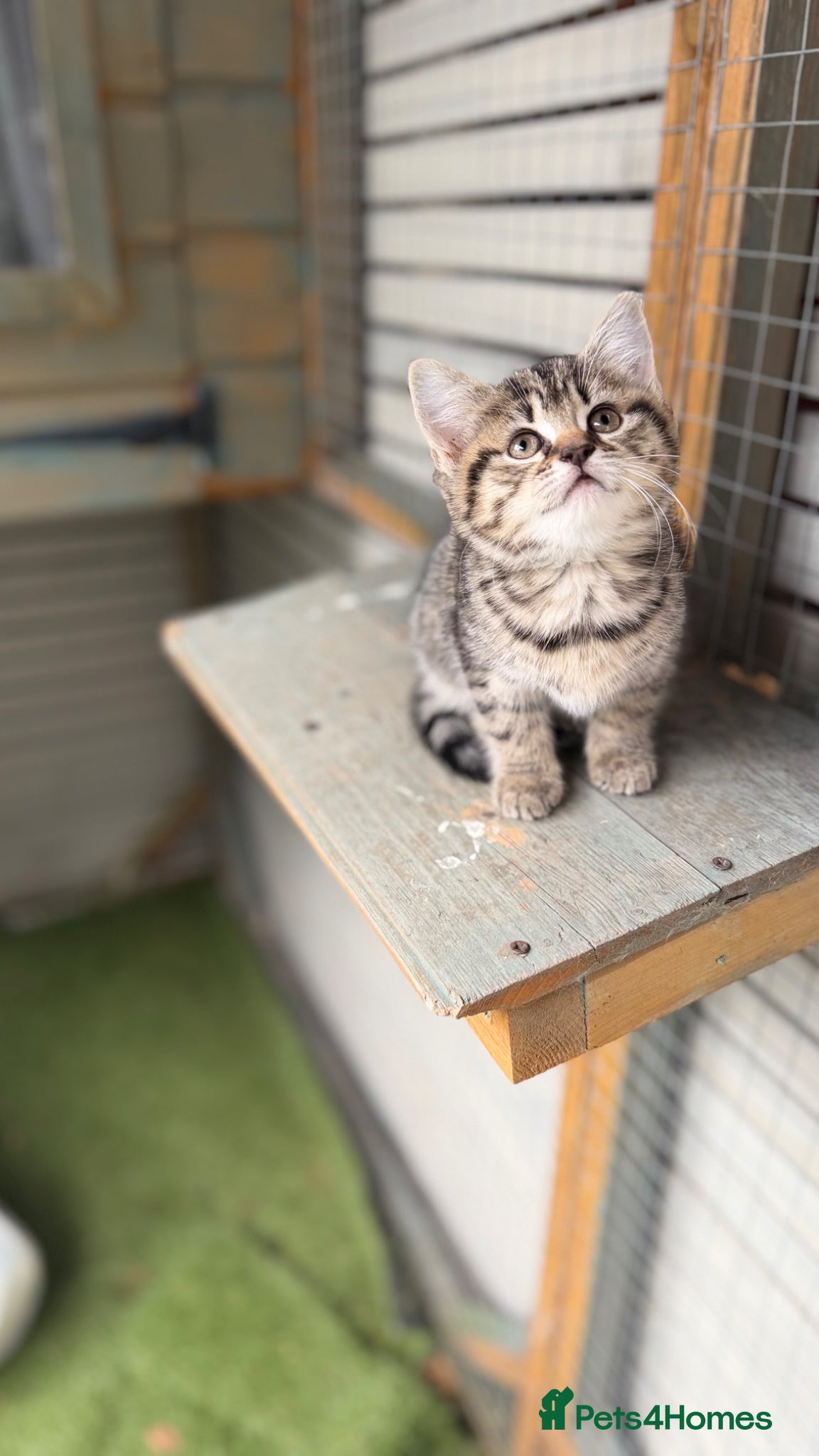 British Shorthair cats British shorthair kittens now ready  - Advert 14