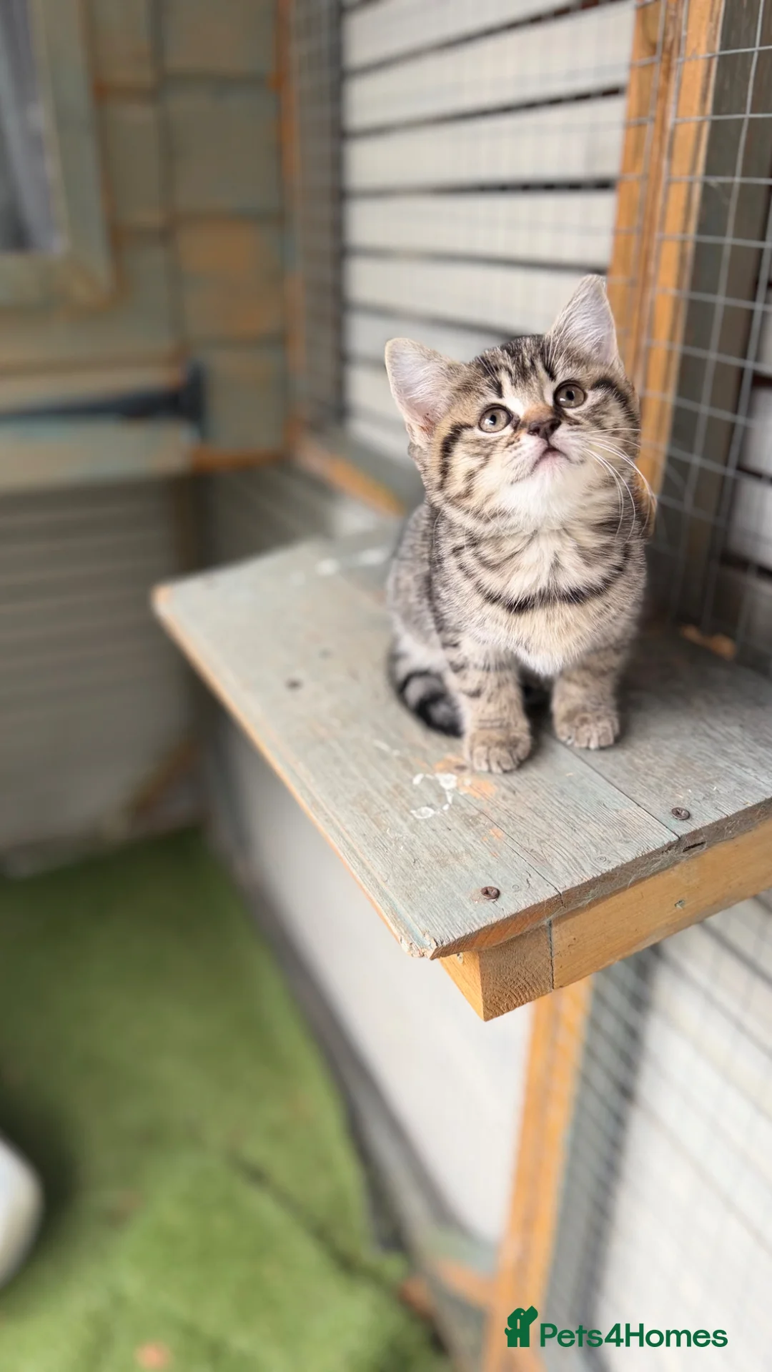 British Shorthair cats for sale: British shorthair kittens now ready  - Advert 1