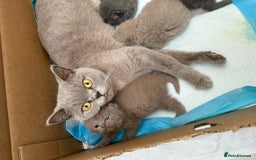 British Shorthair cats for sale: 4 adorable British shorthairs - Advert 8