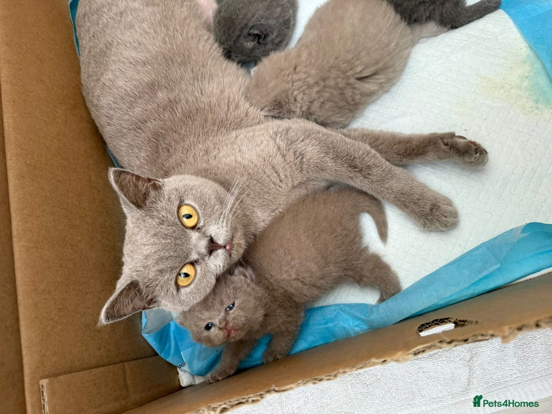 British Shorthair cats for sale: 4 adorable British shorthairs - Advert 8