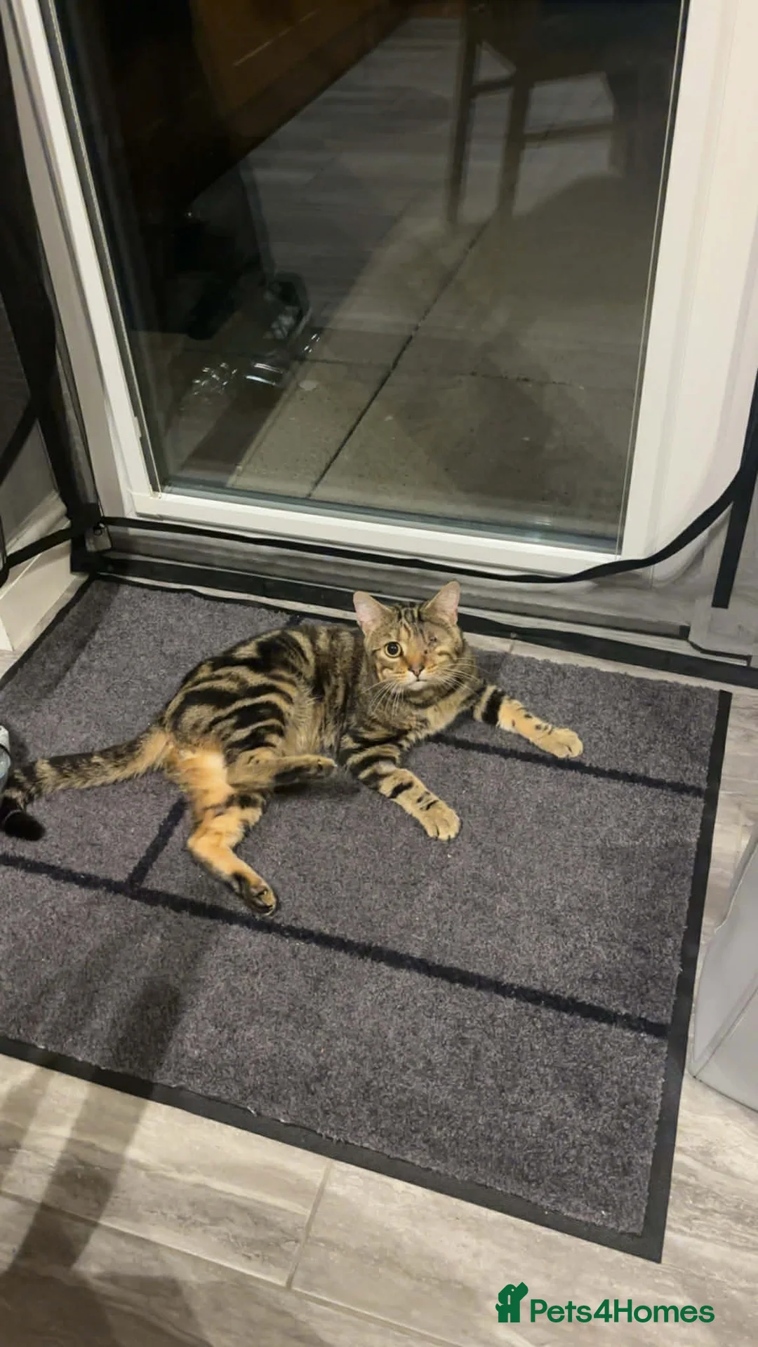 Mixed Breed cats for sale: Rescue cats and kittens  - Advert 2