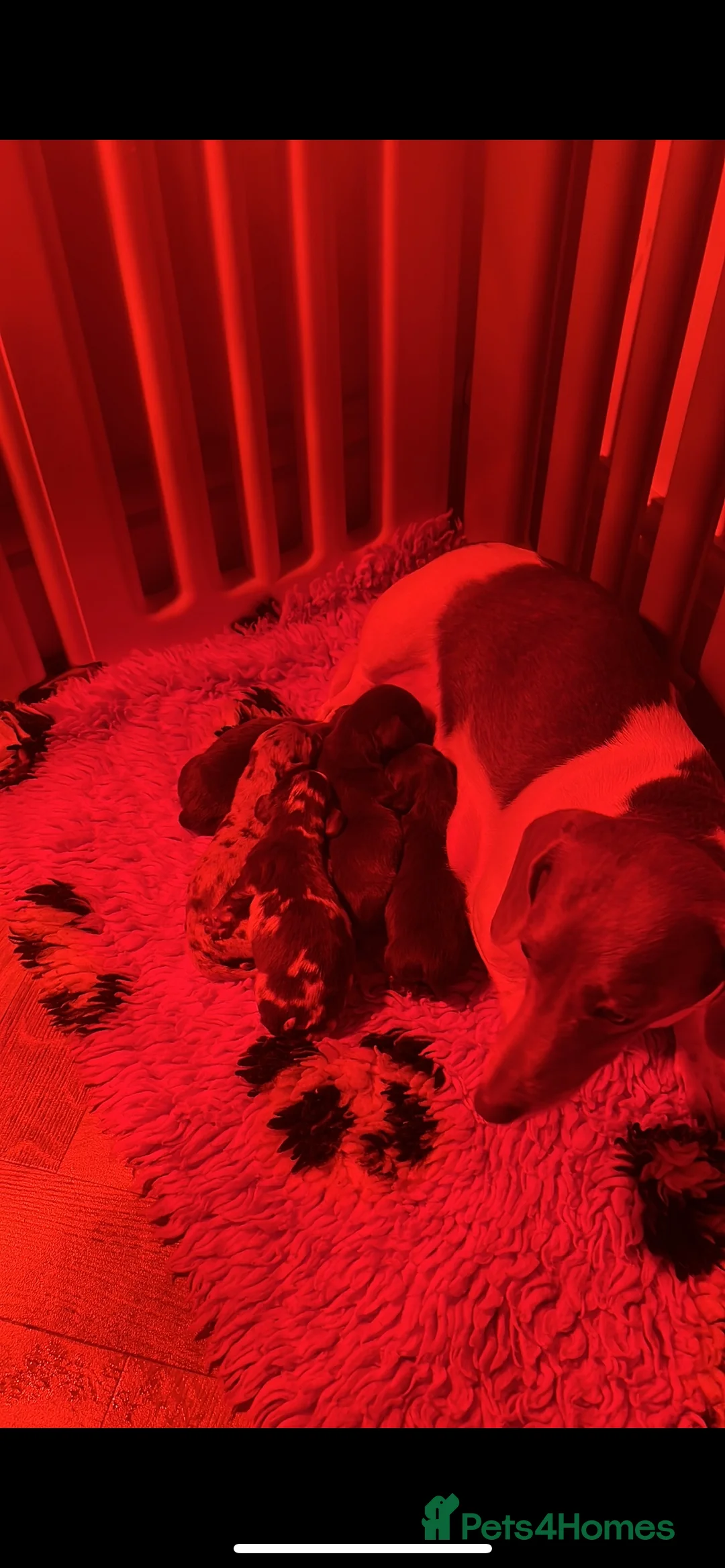 Miniature Dachshund dogs for sale: Long haired miniature dachshunds  - Advert 8