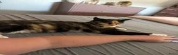 Mixed Breed cats for sale: Kittens  - Advert 3