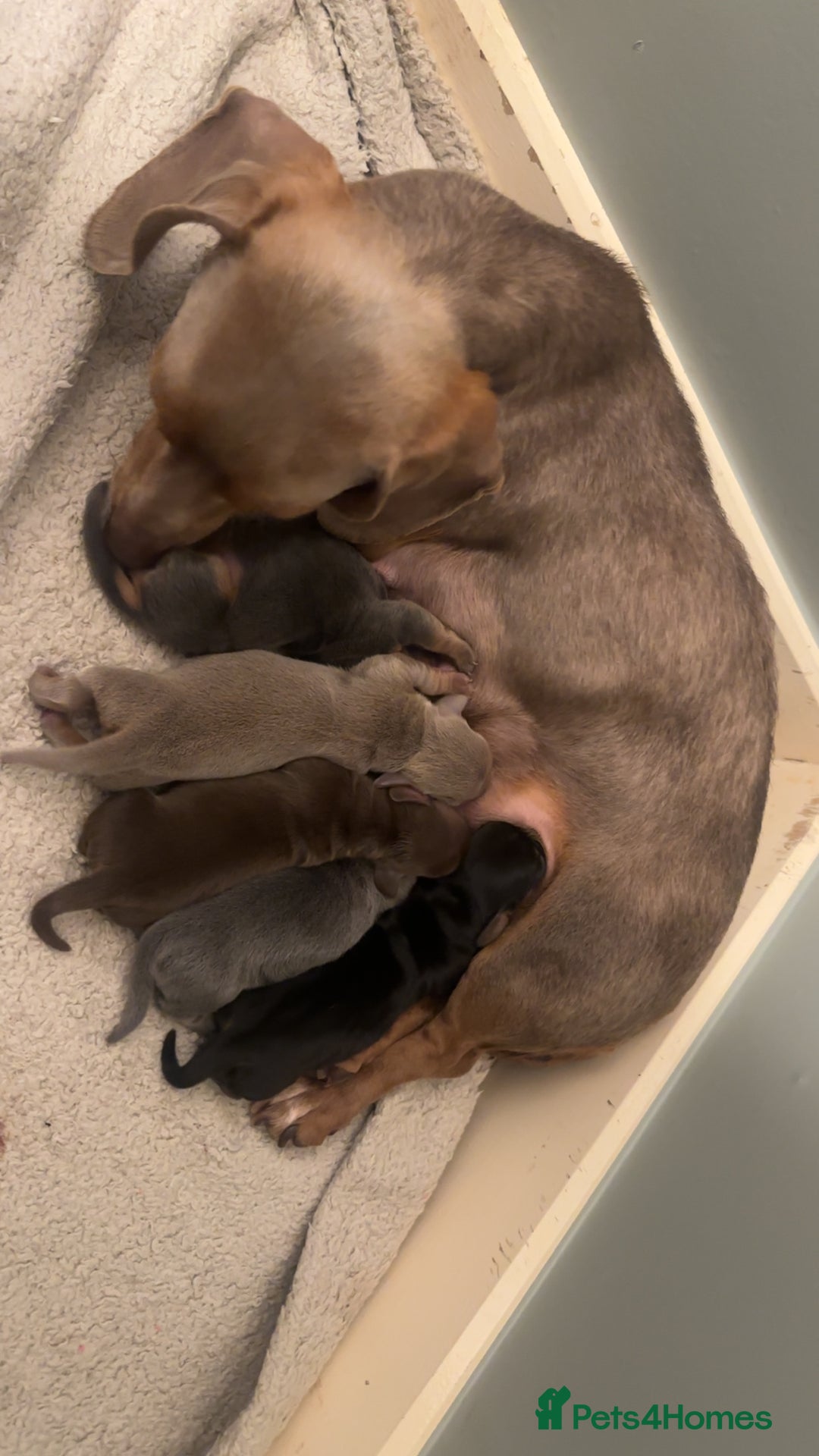 Miniature Dachshund dogs for sale: Beautiful Miniature Dauschaund  in Bradford - Image 1
