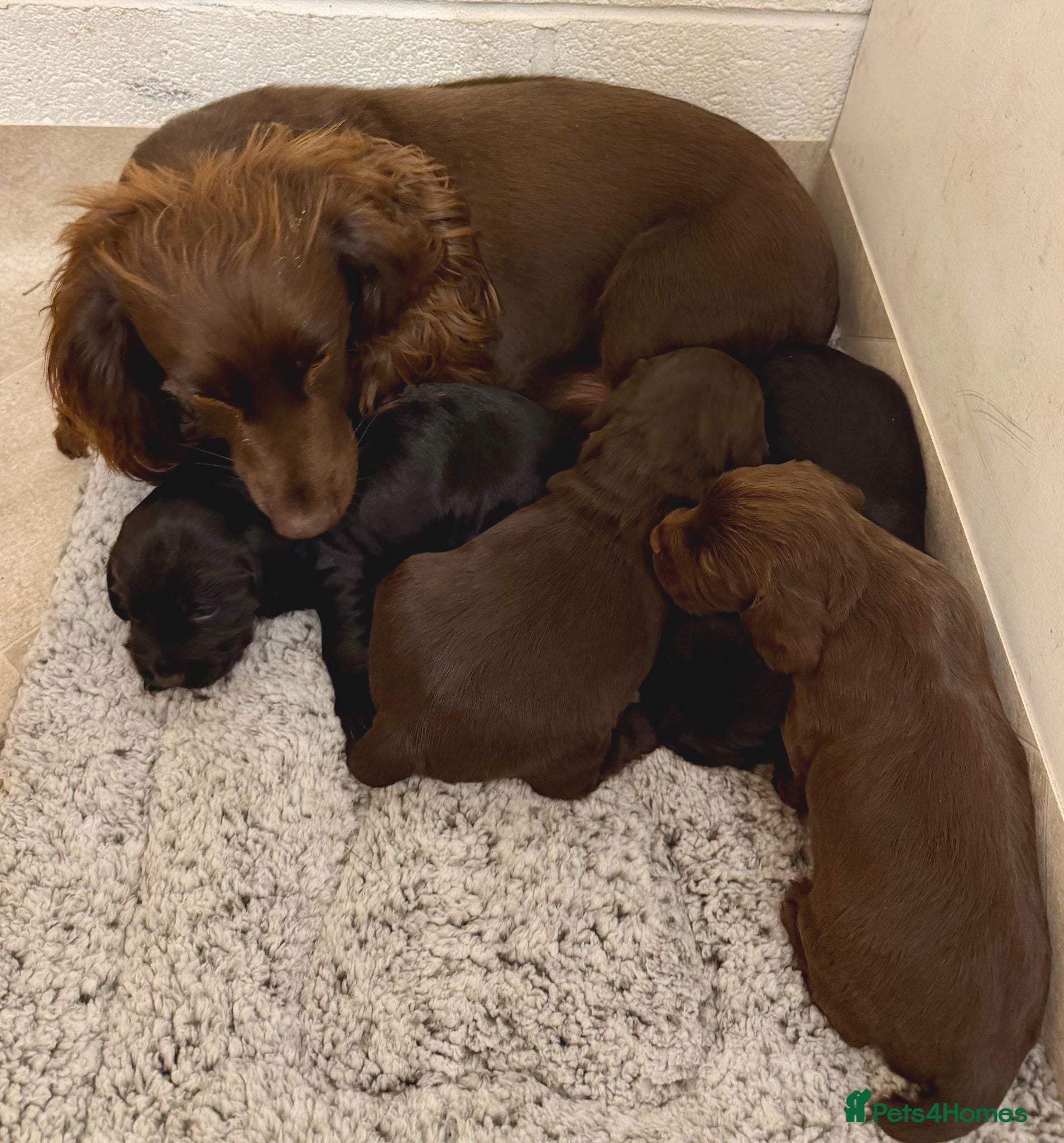 Cocker Spaniel dogs Working Cocker Spaniel Pups - Advert 2