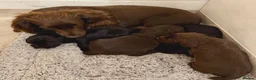 Cocker Spaniel dogs for sale: Working Cocker Spaniel Pups - Advert 2