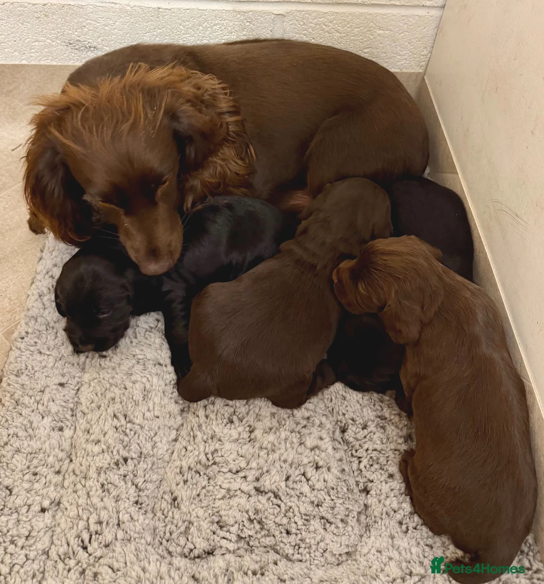 Cocker Spaniel dogs for sale: Working Cocker Spaniel Pups - Advert 2