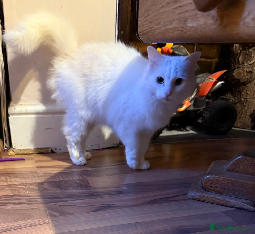 British Longhair cats for sale: 8 Year old British Longhair Domestic Cat for sale - Advert 5