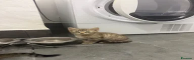 Bengal mink boy 