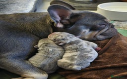 French Bulldog dogs for sale: French bulldog pups - Image 6