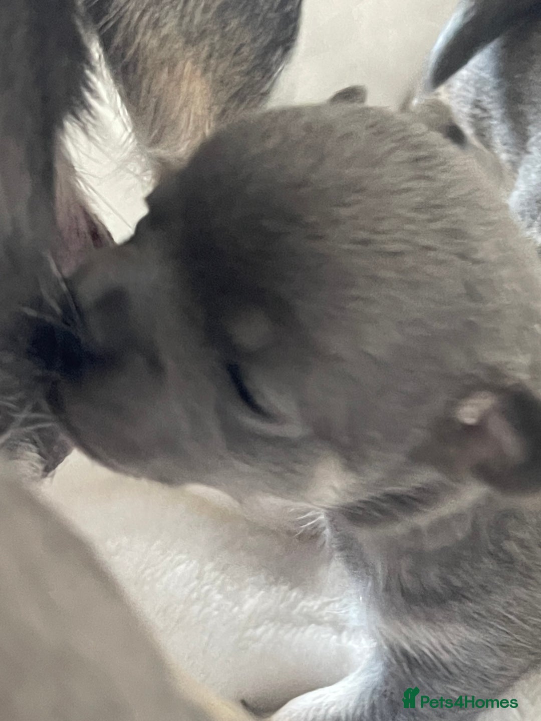 Chihuahua dogs for sale: Purebred chihuahua puppies - Image 8