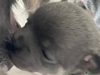 Chihuahua dogs - Advert 2