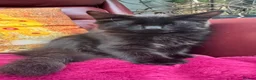Mixed Breed cats for sale: Stunning kittens 🐈‍⬛  - Advert 9