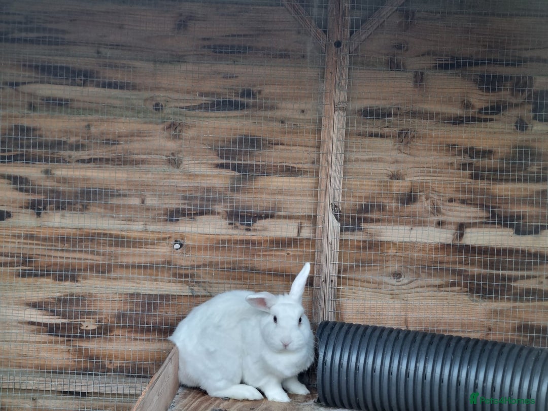 Mixed Breed rabbits for sale: Petal looking for her forever home - Image 4