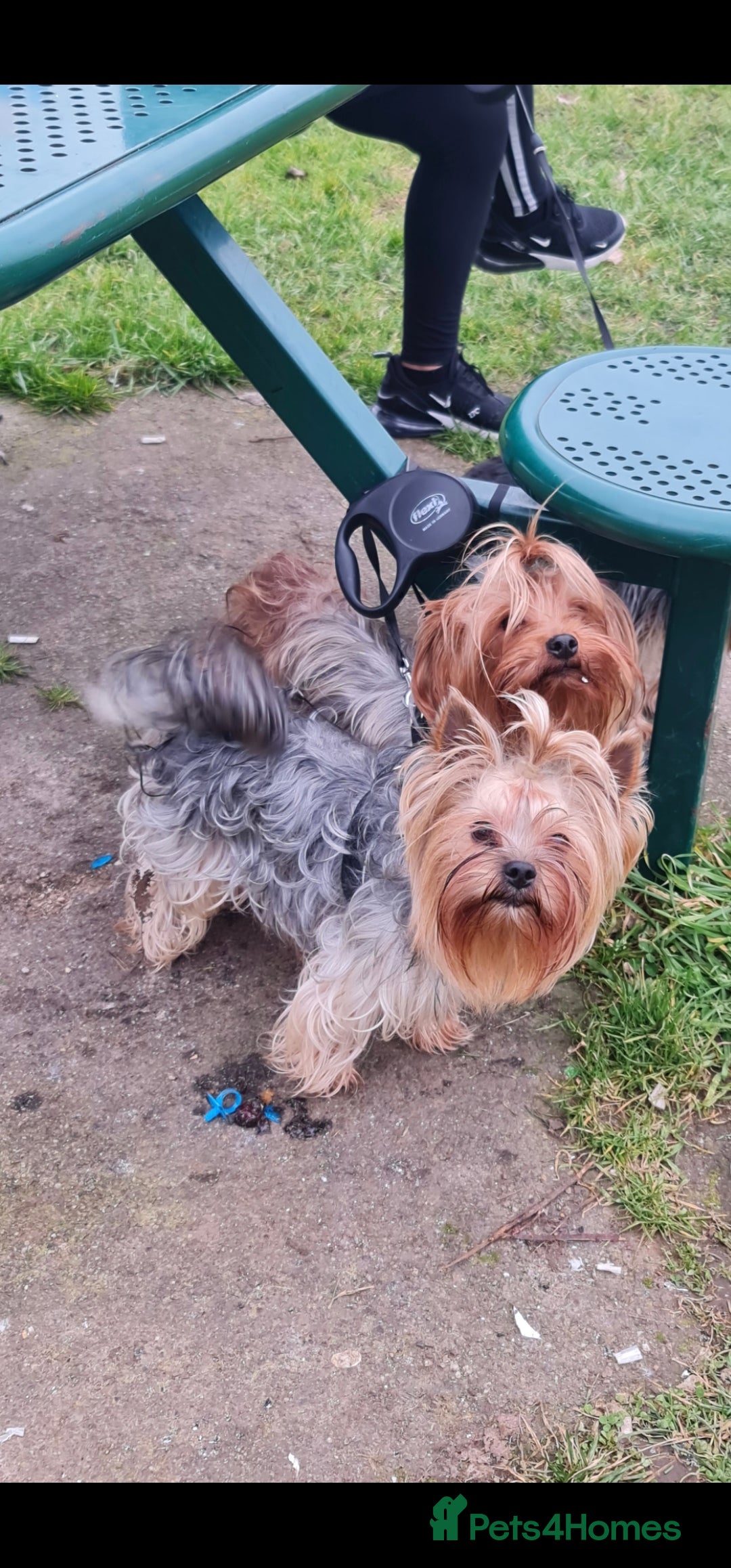 Yorkshire Terrier dogs for sale: Mini Yorkshire Terrier - Advert 4