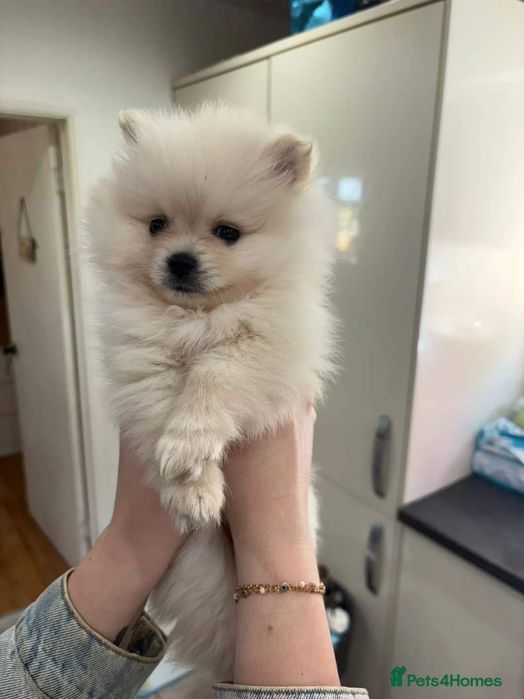 Pomeranian dogs for sale: Beautiful Pomeranian puppies  - Advert 10