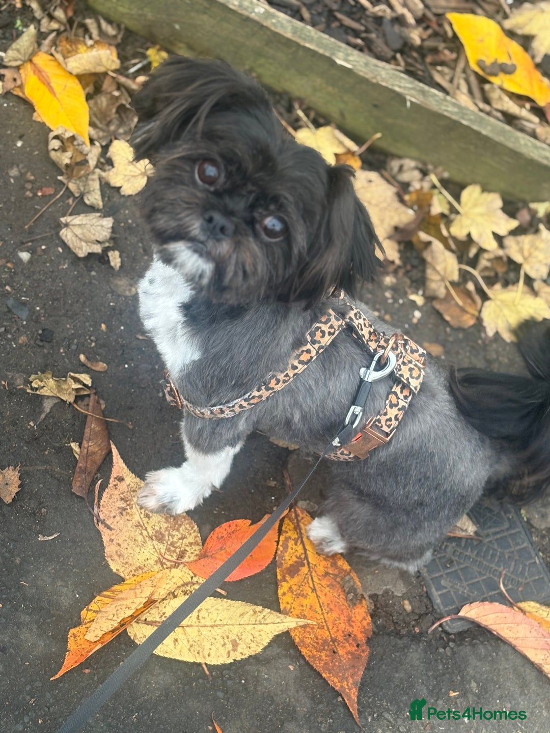Shih Tzu dogs for sale: Shh tzu for sale - Advert 2