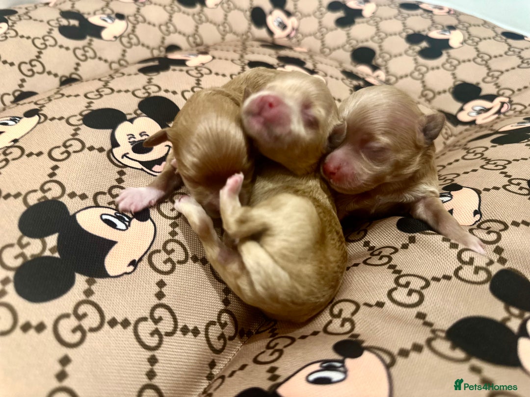 Maltipoo dogs for sale: 🧸🩷 Incredible Asian Maltipoo GIRLS 🩷🧸 - Image 12