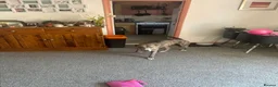 Lurcher dogs for adoption: Gorgeous lurcher seeking his forever home  - Advert 4