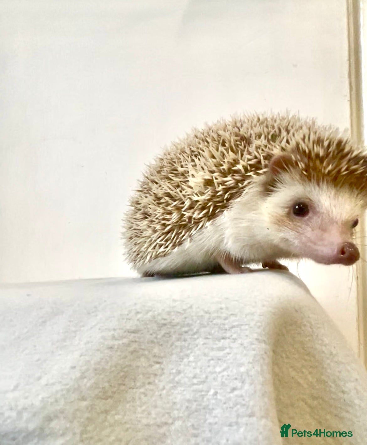 Pygmy Hedgehog rodents Beautiful Young Female African Pygmy Hedgehog  - Advert 18