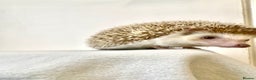 Pygmy Hedgehog rodents for sale: Beautiful Young Female African Pygmy Hedgehog  - Advert 1