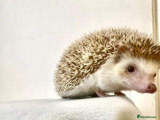 Pygmy Hedgehog rodents Beautiful Young Female African Pygmy Hedgehog - Advert 1
