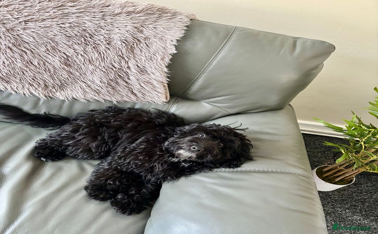 Cockapoo dogs - Advert 1