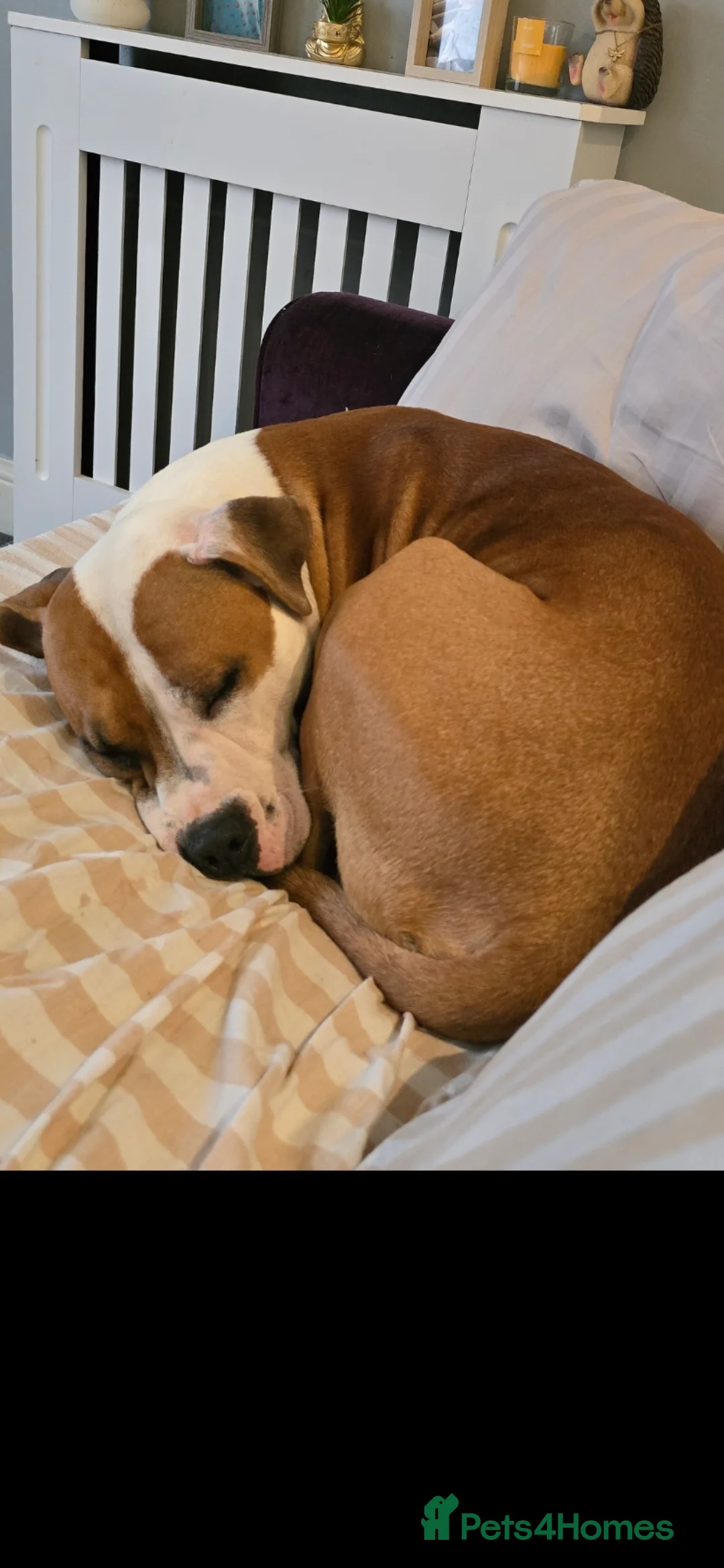 Mixed Breed dogs for sale: Beautiful mixed staffy age 3 - Advert 9