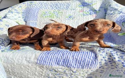 Dachshund dogs for sale: Miniature dashound puppies  - Image 6
