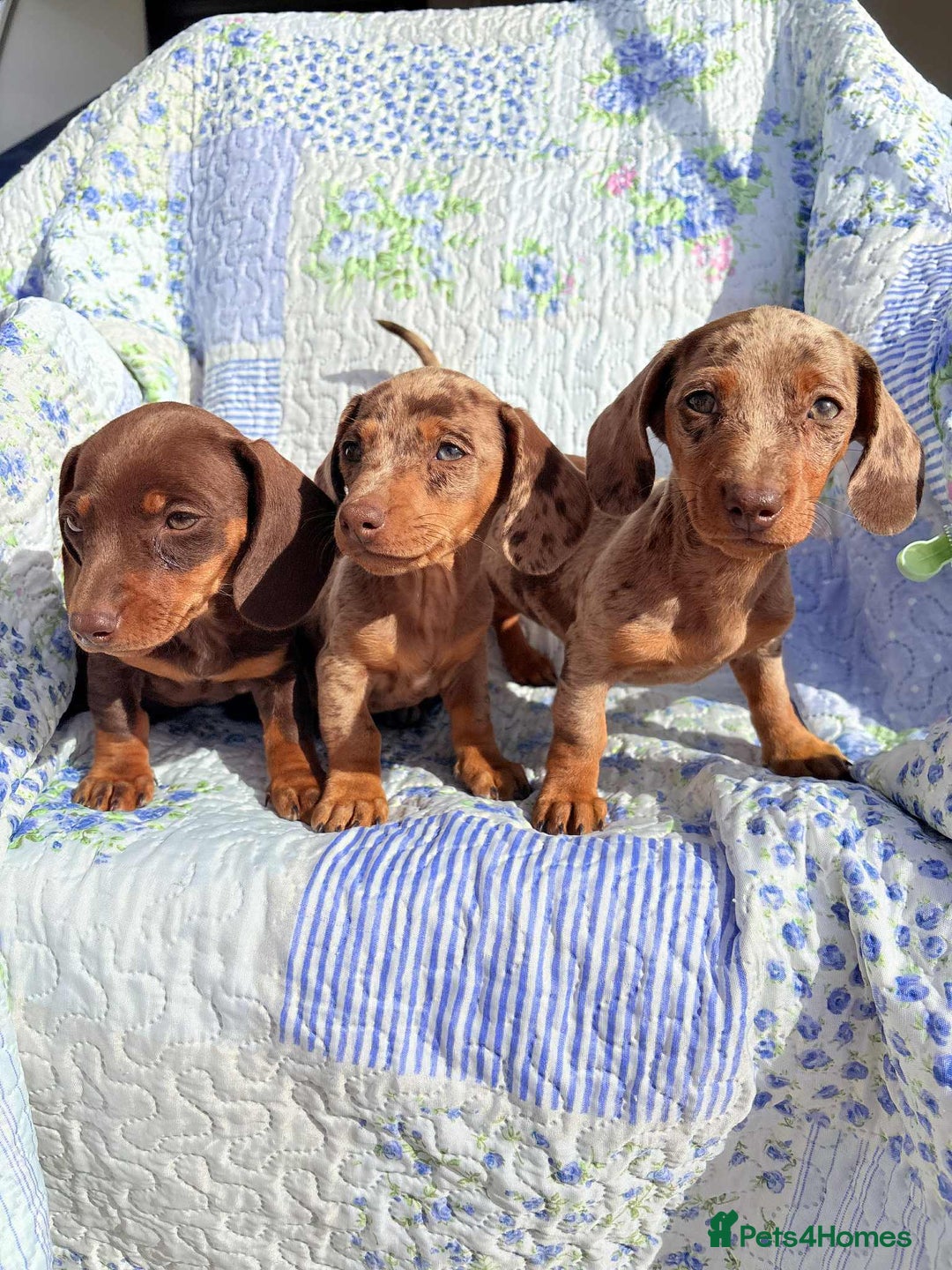 Dachshund dogs for sale: Miniature dashound puppies  - Image 6