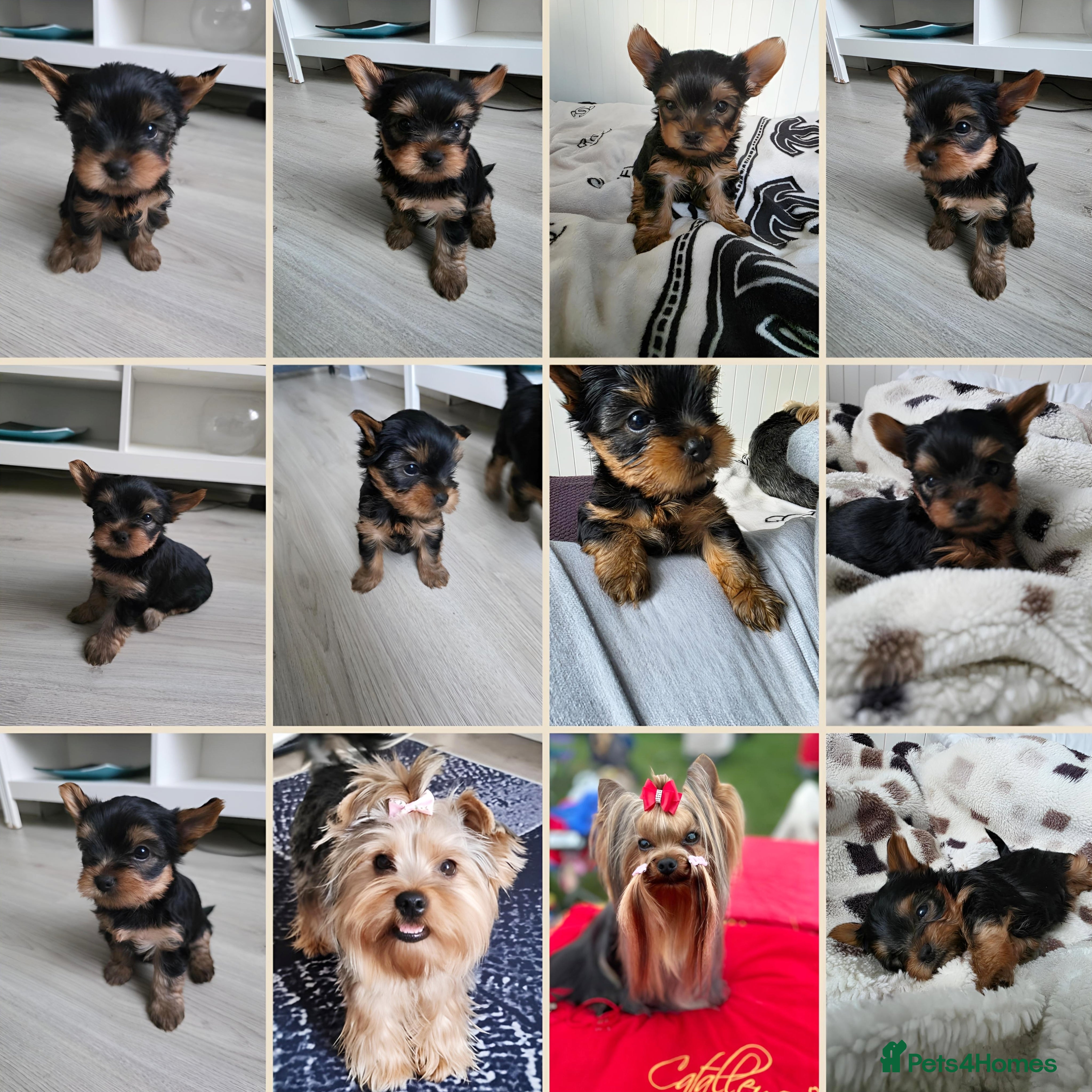 Yorkshire Terrier dogs Yorkshire Terrier,KC.Reg.5 generation Pedigree🐶🩵 - Advert 2