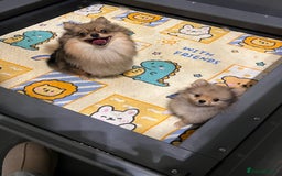 Pomeranian dogs for sale: Gorgeous Pomeranians for sale  - Image 2