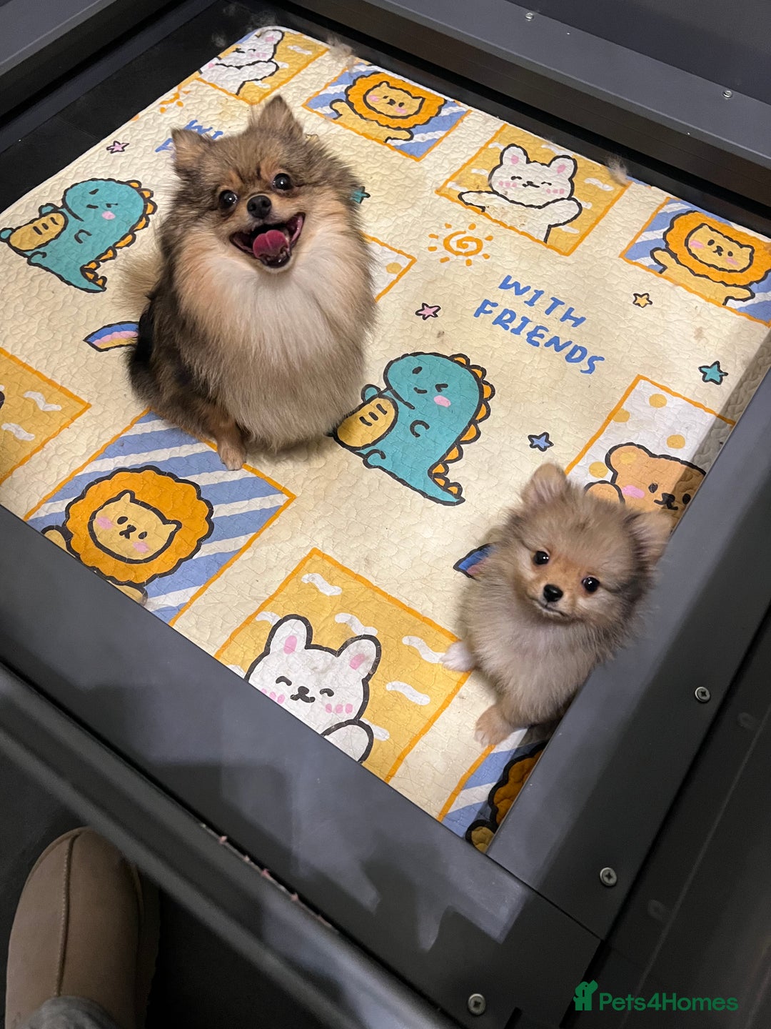 Pomeranian dogs for sale: Gorgeous Pomeranians for sale  - Image 2